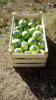 Ảnh của Granny Smith
