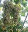 Grapes resmi