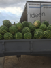 Слика Watermelon