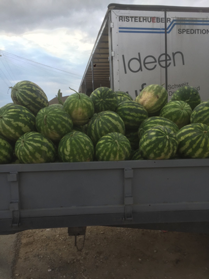 Слика Watermelon