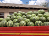 Слика Watermelon