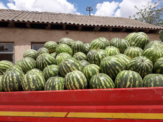 Слика Watermelon