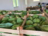 Picture of Spring Cabbage