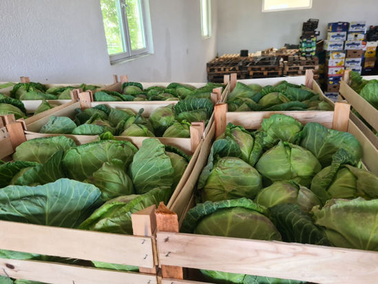 Picture of Spring Cabbage