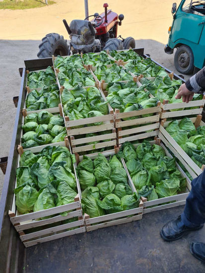 Picture of Spring Cabbage