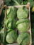 Ảnh của Spring Cabbage