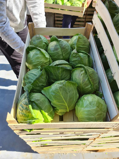 Picture of Spring Cabbage