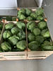 Picture of Spring Cabbage