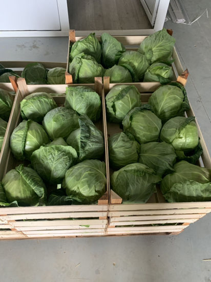 Picture of Spring Cabbage