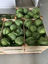 Imagen de Spring Cabbage