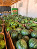 Picture of Watermelon