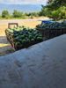 Picture of Watermelon