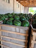 Picture of Watermelon