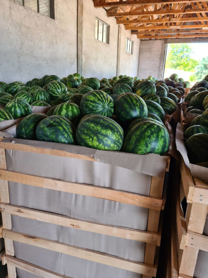 Picture of Watermelon