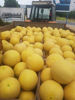 Picture of Melon