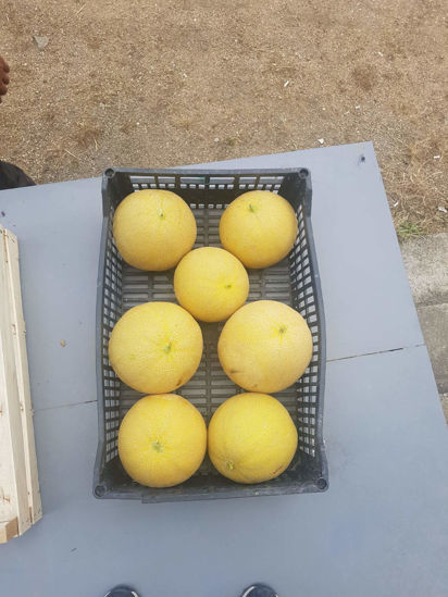 Picture of Melon