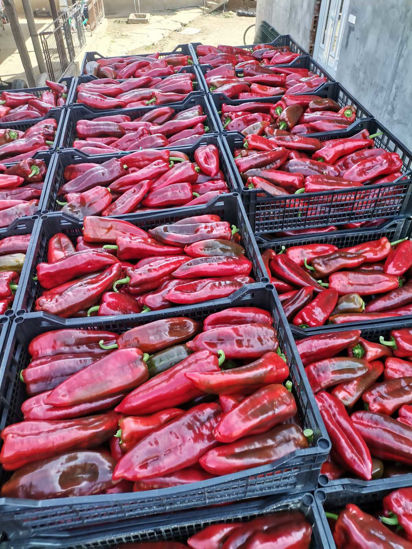 Picture of Red Peppers