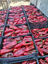 Obrazek Red Peppers
