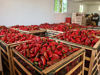 Picture of Red Peppers