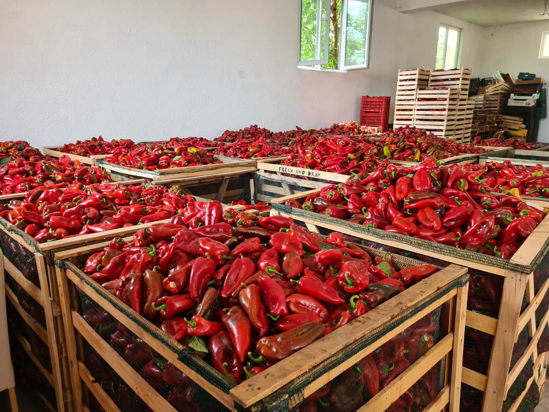 Picture of Red Peppers