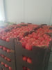 Слика Tomatoes