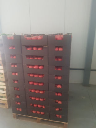 Sýna upplýsingar fyrir Tomatoes Mynd af Tomatoes