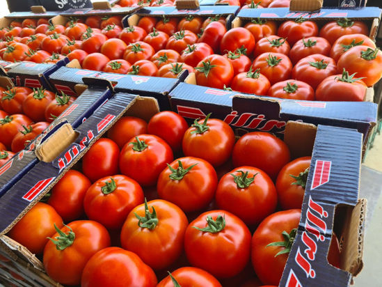 Picture of Tomatoes