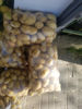 Picture of Potatoes
