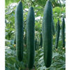 Picture of Cucumbers