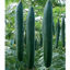 Εικόνα της Cucumbers
